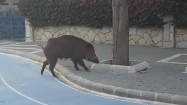 Yaban domuzu Marmaris sokaklarında korkusuzca gezdi