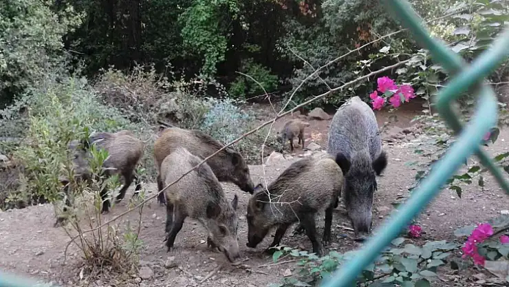 YANGINDAN KAÇAN DOMUZ SÜRÜSÜ OTEL BAHÇESİNE SIĞINDI