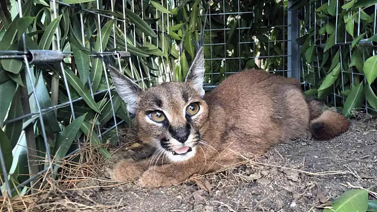 YANGINDAN KURTULAN YAVRU KARAKULAK MARMARİS-DATÇA ARASINDA BULUNDU