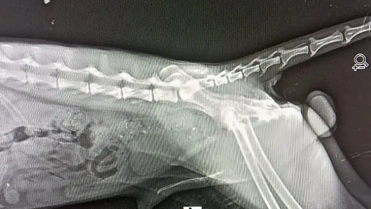 Yaralı bulunan tilki tedavi altına alındı