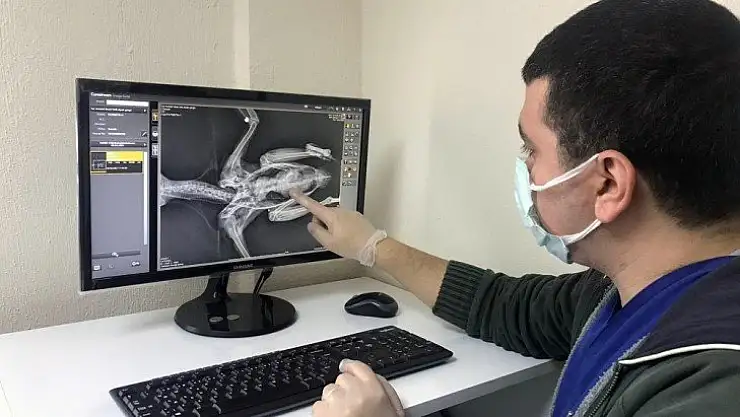 Yaralı kargaya cerrahi operasyon