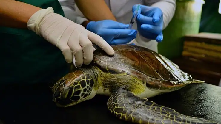 Yaralı yeşil deniz kaplumbağası tedaviye alındı