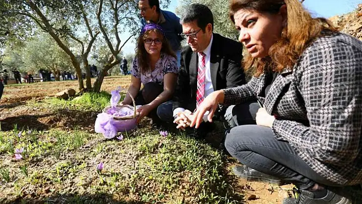 Yatağan'da ilk Safran hasadı