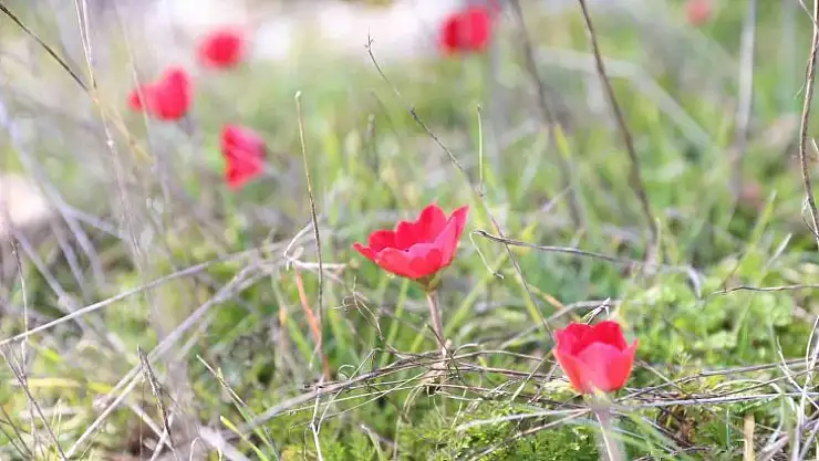 Yatağan'da laleler 1 ay erken açtı