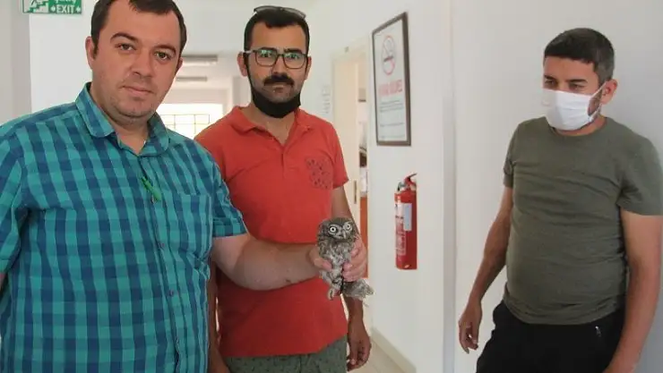 Yavru Baykuş Yetkililere Teslim Edildi 