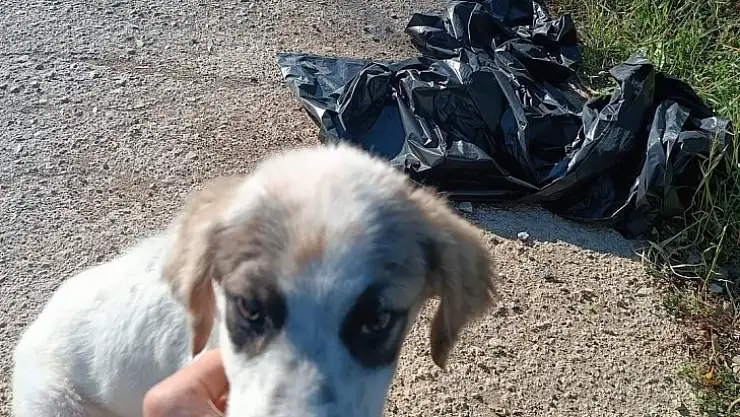 YAVRU KÖPEĞİ AĞZI BAĞLI POŞETE KOYUP YOL KENARINA ATMIŞLAR