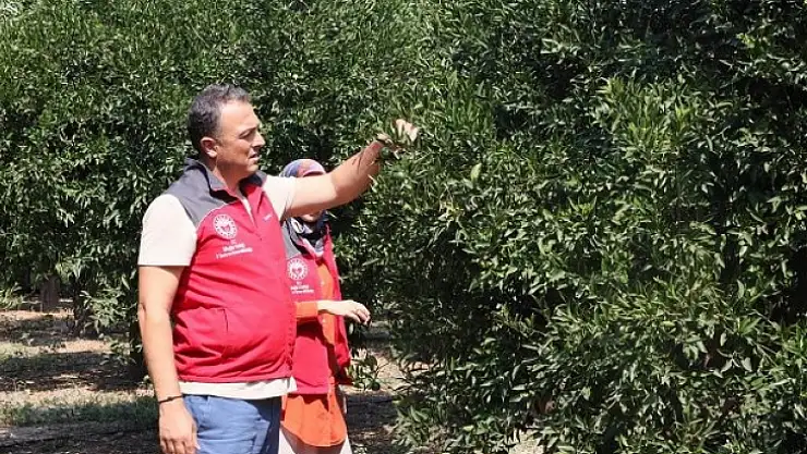 Yeşil Hasat Günleri Başladı