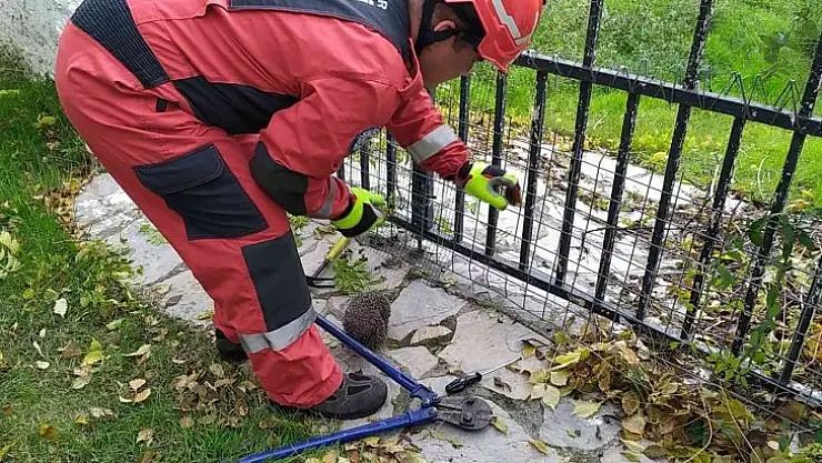 Yolunu şaşıran kirpi korkuluklara sıkıştı