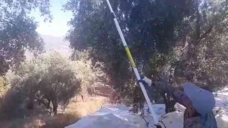 ZEYTİN HASADI BAŞLADI