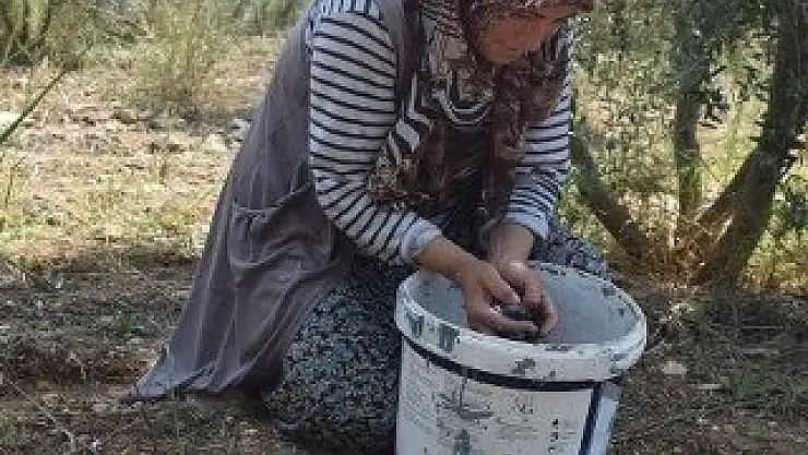 Zeytinde Kalite Arttırma Çalışmaları Yapılıyor
