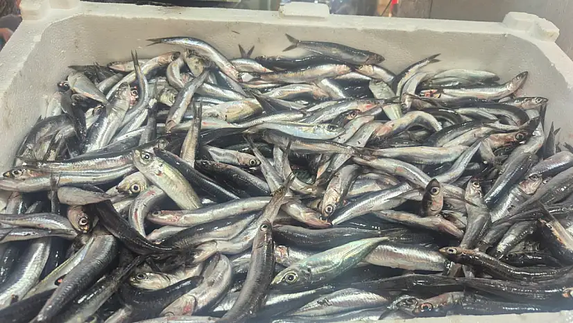 Balık Pazarı'nda Marmara Hamsisi Tezgâhlarda