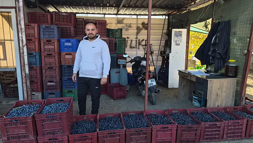 Fethiye'de zeytin alımı sezonu sona yaklaşıyor