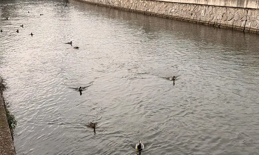 Fethiye'de kanalda renkli görüntüler