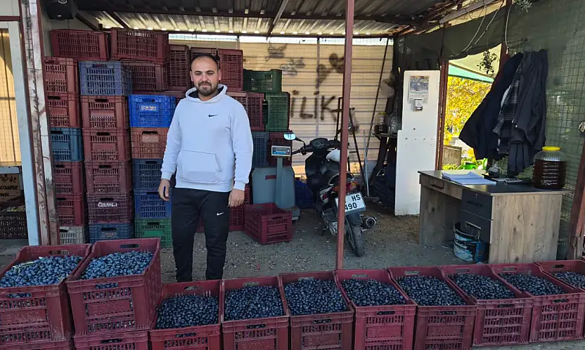 Fethiye'de zeytin alımı sezonu sona yaklaşıyor