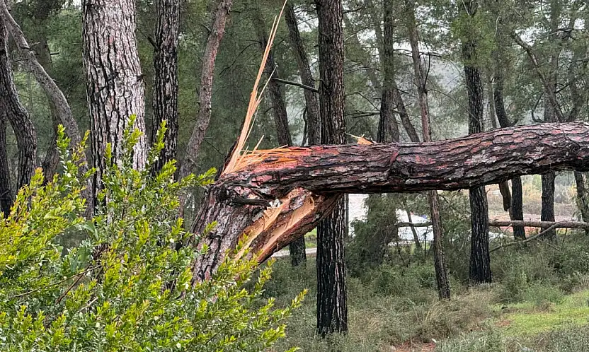 Fırtına Zeybekler Mezarlığı'nda ağaçları devirdi