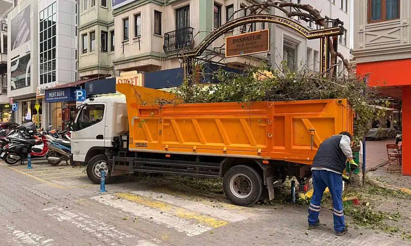 Paspatur'da ağaçlarda budama çalışması