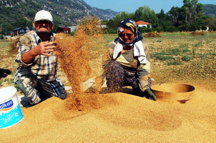 'Altın susam' hasadı başladı