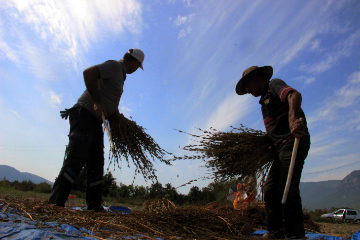 'Altın susam' hasadı başladı
