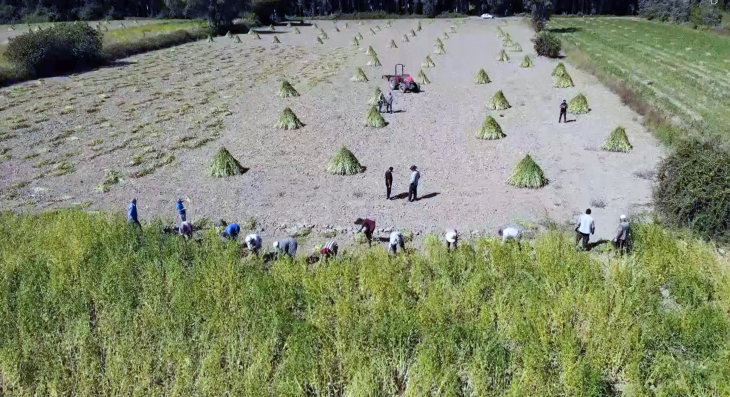 'Altın susam' hasadı başladı