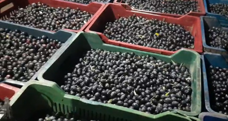 'Siyah Zeytin' Hasadına Hız Kesmeden Devam